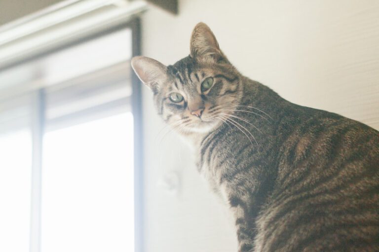 マンションでねこを飼うときの注意点とおすすめの猫種｜猫の室内飼いを絶対にやめるべき場合とは ねこかぞくブログ