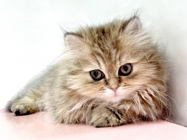 長毛種の王様であるペルシャ猫ってどんなねこ? - ねこかぞくブログ