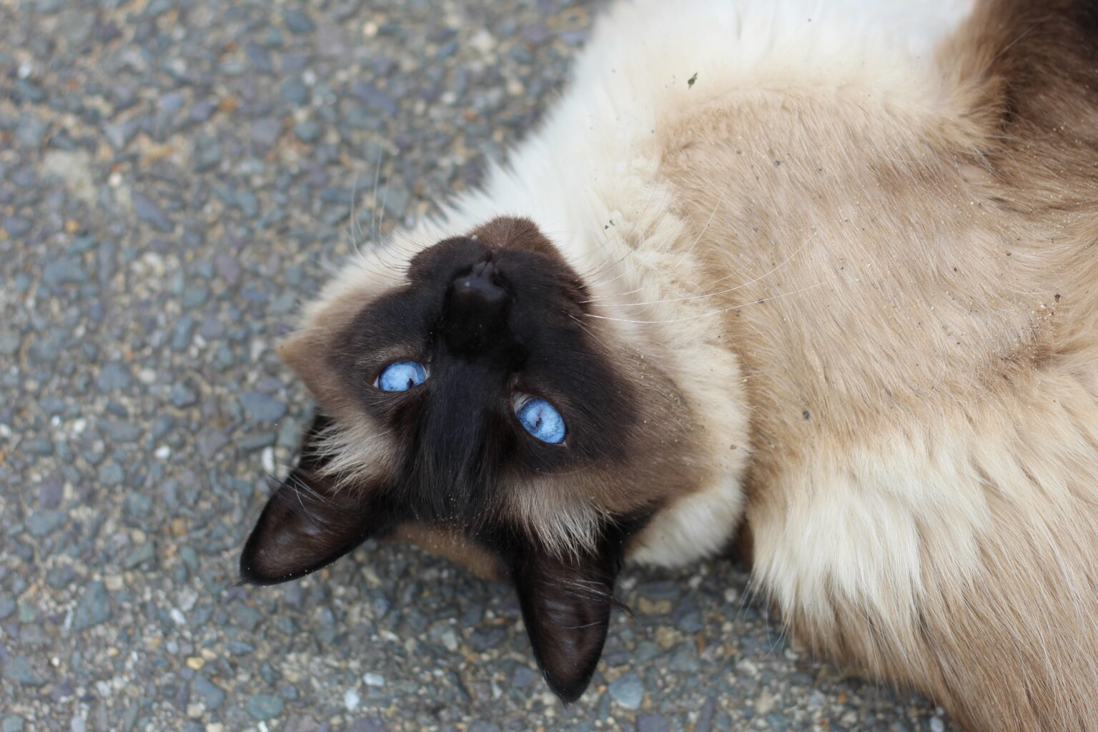 バリニーズキャット（長毛シャム）：猫の品種プロフィール