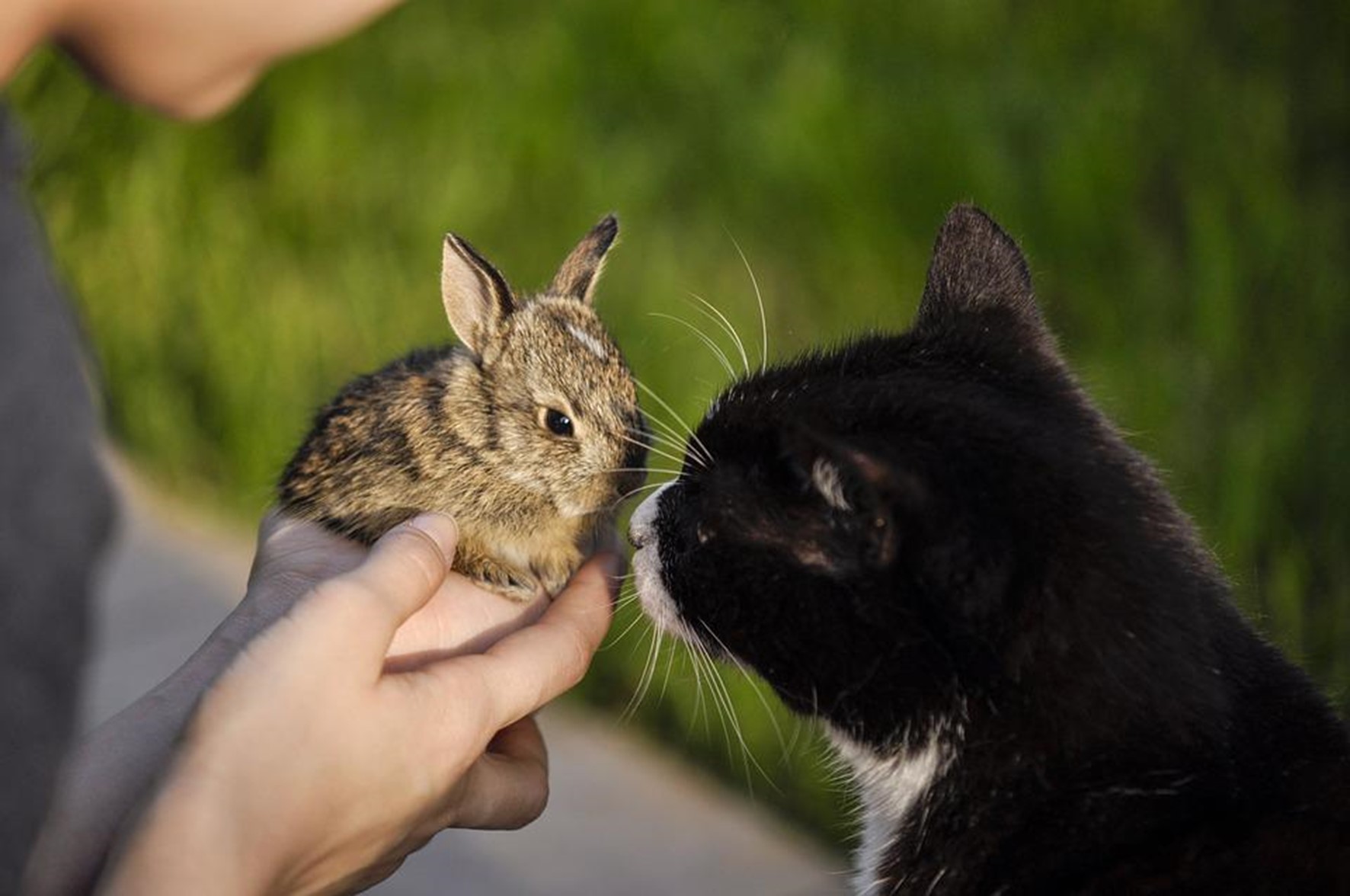 ねこと一緒に他の動物を飼うときのコツや注意点とは？ ねこかぞくブログ