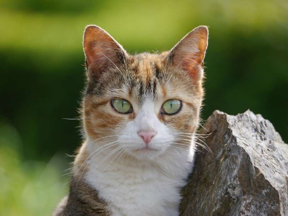 ねこの品種改良を徹底解説!あの人気の猫種はどうやって作られた? - ねこかぞくブログ