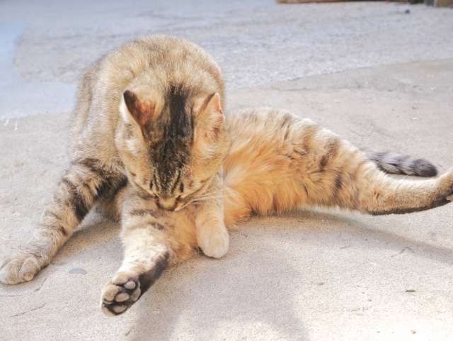 ねこが自分の毛をむしるのはなぜ?原因や対処法を解説 - ねこかぞくブログ